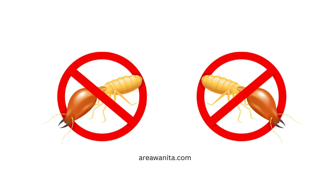 manfaat menggunakan jasa anti rayap